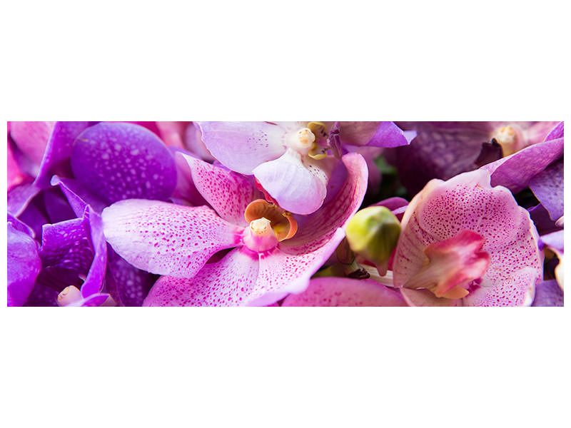 panoramic-canvas-print-orchid-paradise