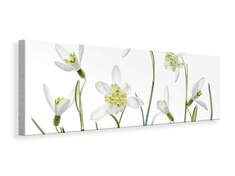 panoramic-canvas-print-spring-snowdrops