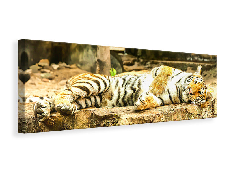 panoramic-canvas-print-the-siberian-tiger