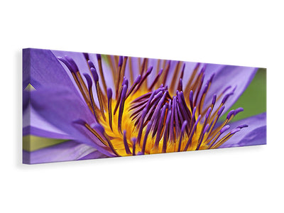 panoramic-canvas-print-xxl-water-lily-in-purple