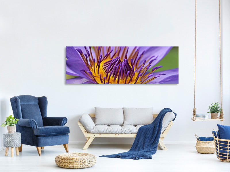 panoramic-canvas-print-xxl-water-lily-in-purple