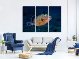3-piece-canvas-print-blue-triggerfish