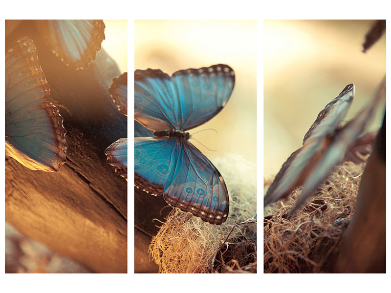 3-piece-canvas-print-butterflies