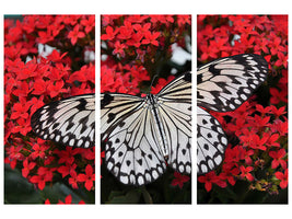 3-piece-canvas-print-butterfly-in-xxl