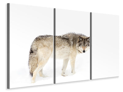 3-piece-canvas-print-canadian-timber-wolf-walking-through-the-snow
