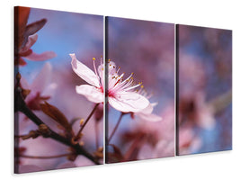 3-piece-canvas-print-close-up-cherry-blossom