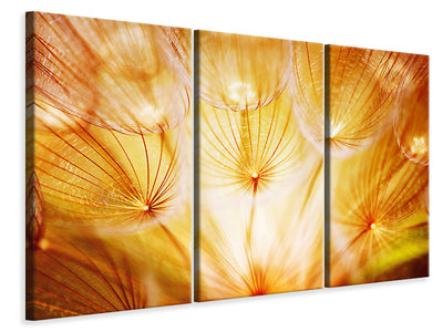 3-piece-canvas-print-close-up-dandelion-in-light