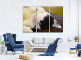 3-piece-canvas-print-cuddly-cat