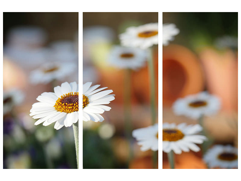 3-piece-canvas-print-daisies-xl