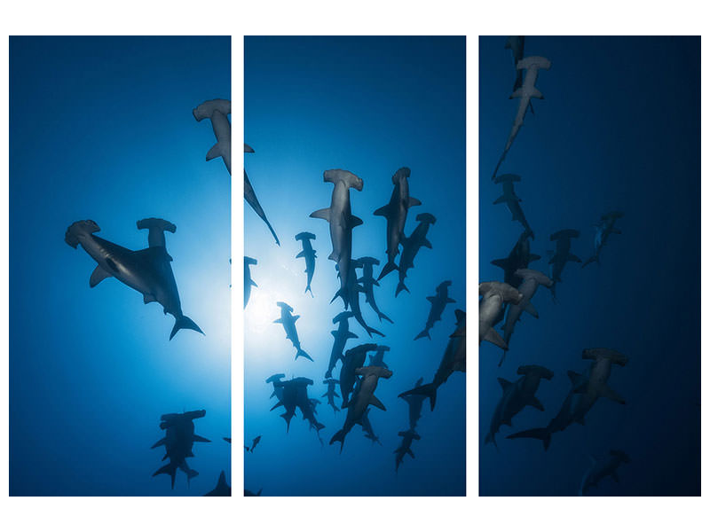 3-piece-canvas-print-hammerhead-shark-underwater-photography
