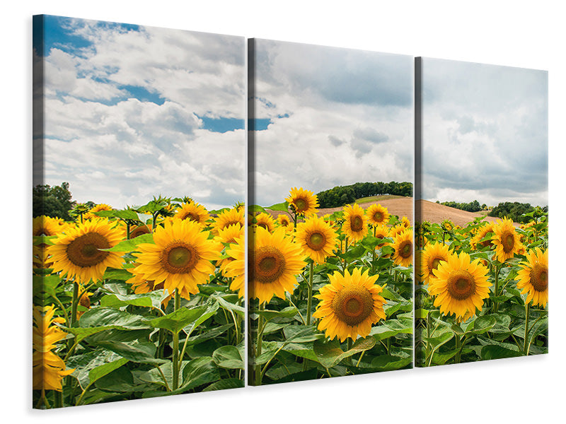 3-piece-canvas-print-landscape-with-sunflowers