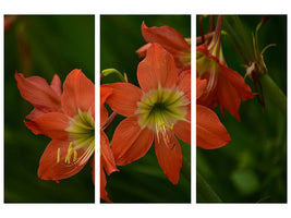 3-piece-canvas-print-lilies-in-orange