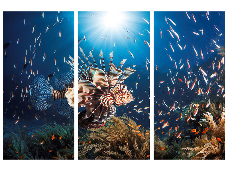 3-piece-canvas-print-lionfish