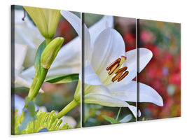 3-piece-canvas-print-magnificent-lily-in-white