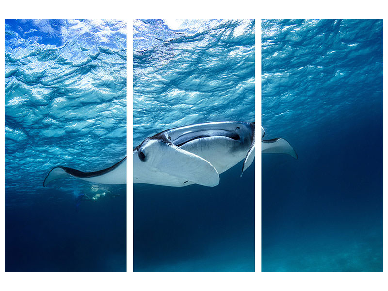 3-piece-canvas-print-manta-ray