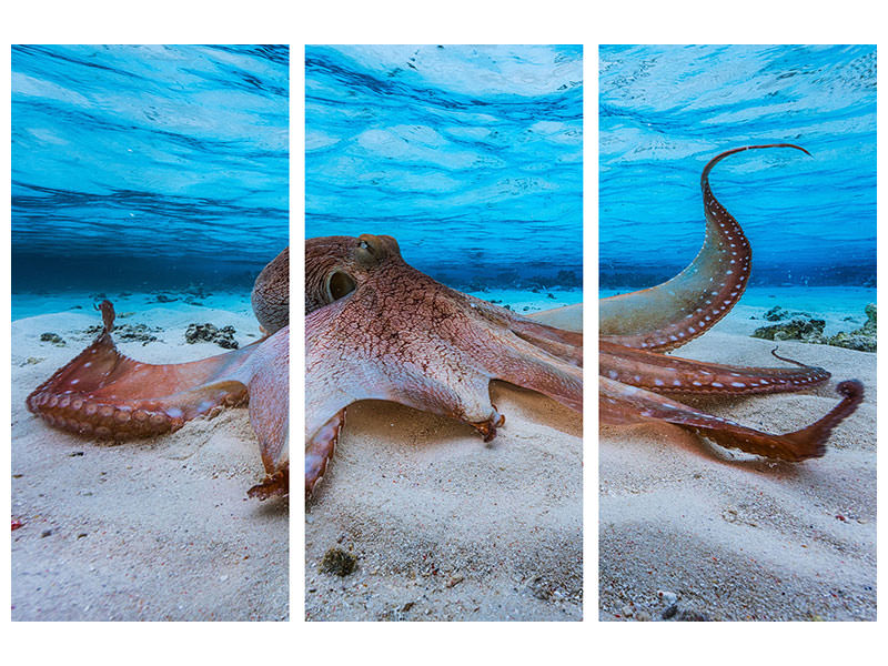 3-piece-canvas-print-octopus