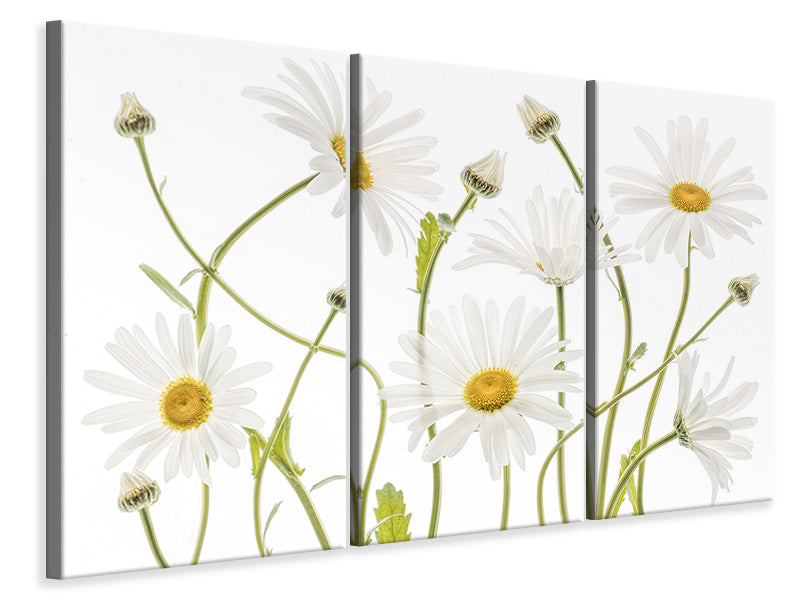 3-piece-canvas-print-ox-eye-daisies