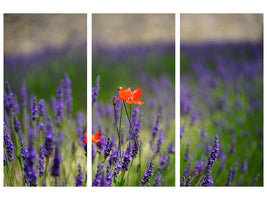 3-piece-canvas-print-poppy-in-the-lavender