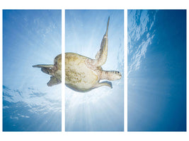 3-piece-canvas-print-sea-turtle-green-turtle