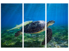 3-piece-canvas-print-sea-turtle