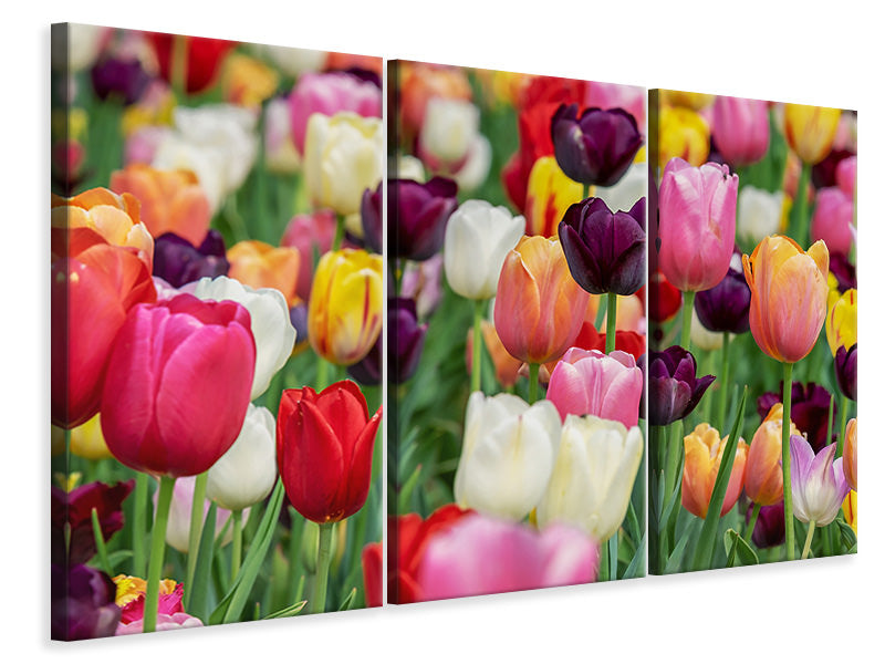 3-piece-canvas-print-the-colors-of-the-tulips