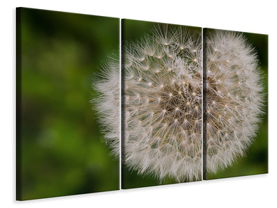 3-piece-canvas-print-the-dandelion-in-nature