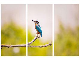 3-piece-canvas-print-the-kingfisher