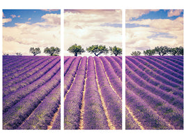 3-piece-canvas-print-the-lavender-field-ii