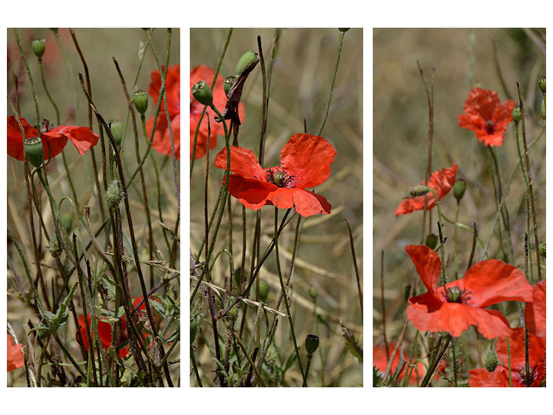 3-piece-canvas-print-the-poppy-in-nature