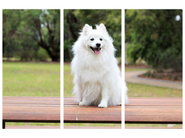 3-piece-canvas-print-the-spitz-as-a-young-dog