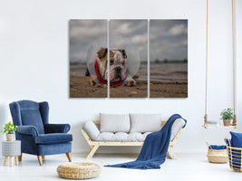 3-piece-canvas-print-the-vet-gave-me-this-collarand-i-am-not-happy-with-it