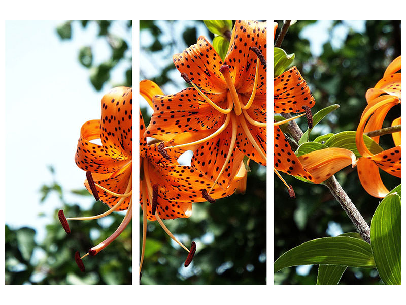 3-piece-canvas-print-the-wild-tiger-lilies