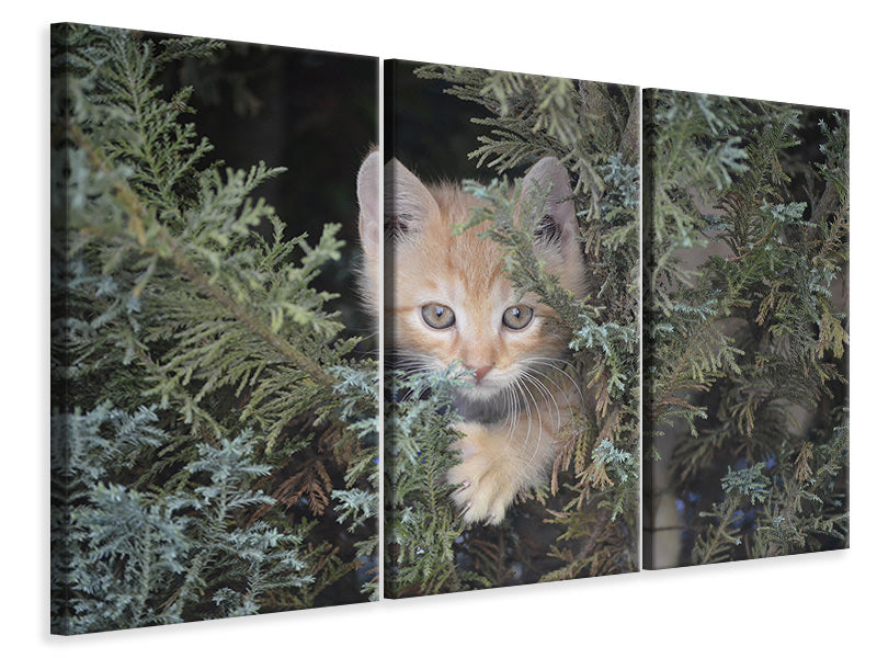 3-piece-canvas-print-tiger-kitten