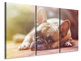 3-piece-canvas-print-tired-bulldog