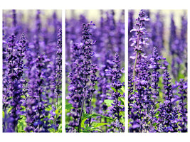 3-piece-canvas-print-xl-lavender