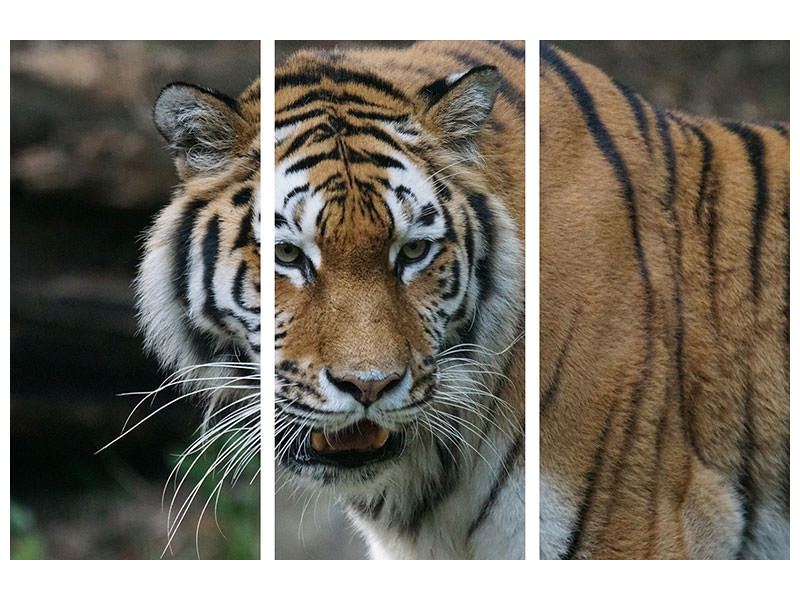 3-piece-canvas-print-xl-tiger