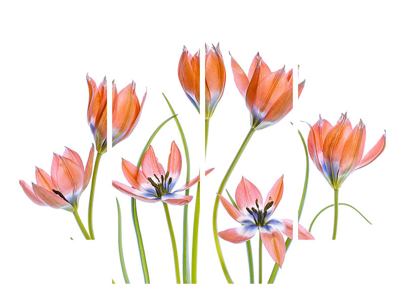 4-piece-canvas-print-apricot-tulips