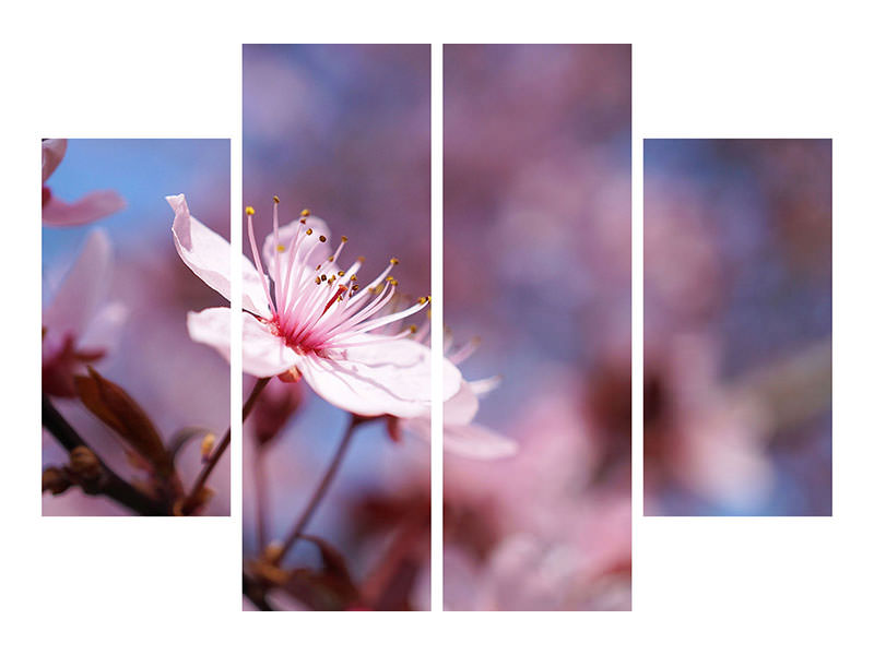 4-piece-canvas-print-close-up-cherry-blossom