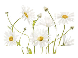 4-piece-canvas-print-ox-eye-daisies