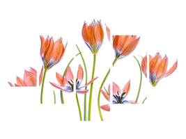 5-piece-canvas-print-apricot-tulips