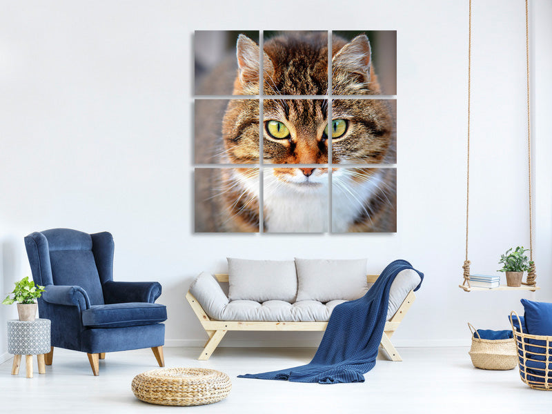 9-piece-canvas-print-tiger-cat