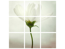 9-piece-canvas-print-white-cosmos