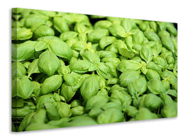 canvas-print-all-basil