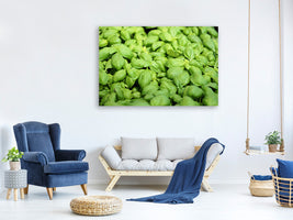 canvas-print-all-basil