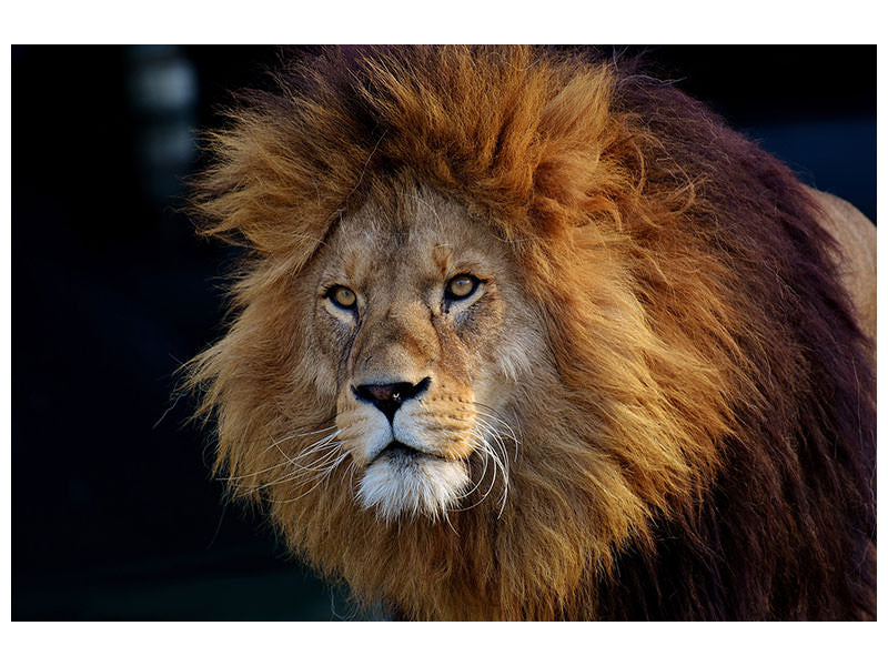 canvas-print-attention-lion