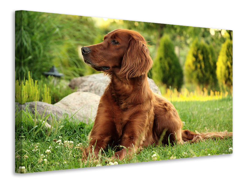 canvas-print-attentive-irish-setter