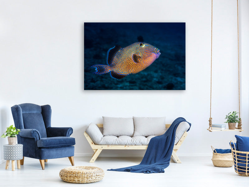 canvas-print-blue-triggerfish