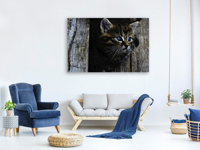 canvas-print-cats-child