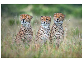 canvas-print-cheetah-cubs-x