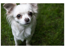 canvas-print-chihuahua-look